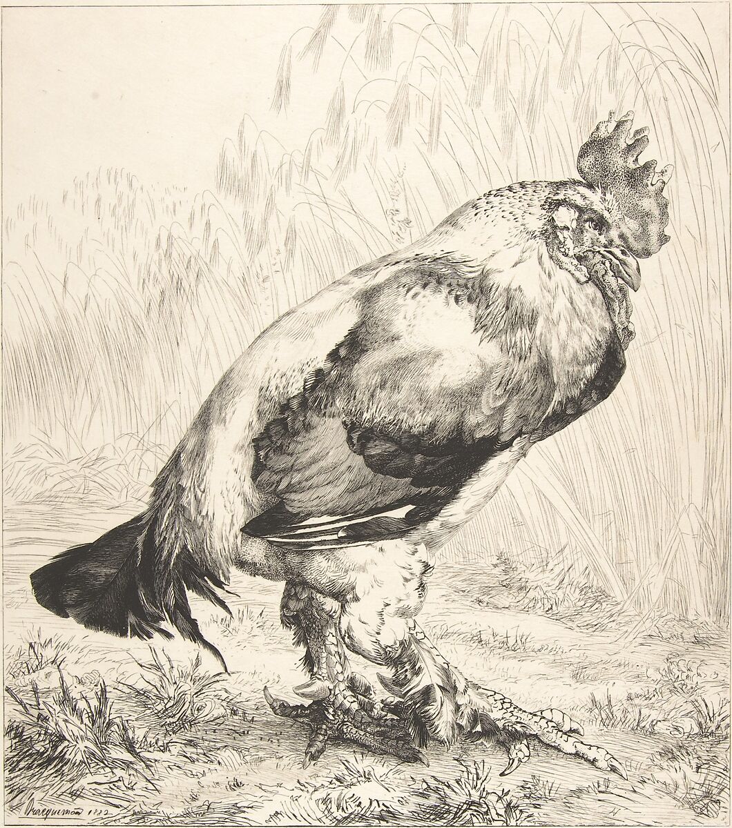 The Old Cock, Félix Bracquemond (French, Paris 1833–1914 Sèvres), Etching 