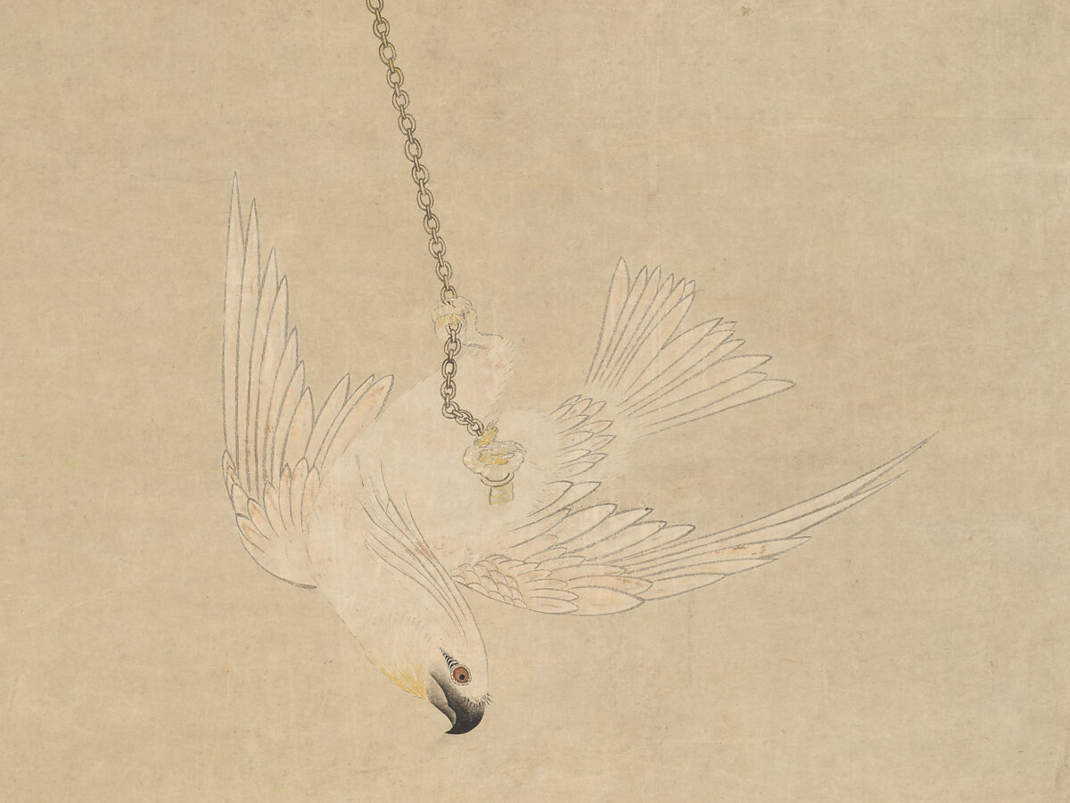 Cockatoo, Chen Shu (Chinese, 1660–1736), Hanging scroll; ink and color on paper, China