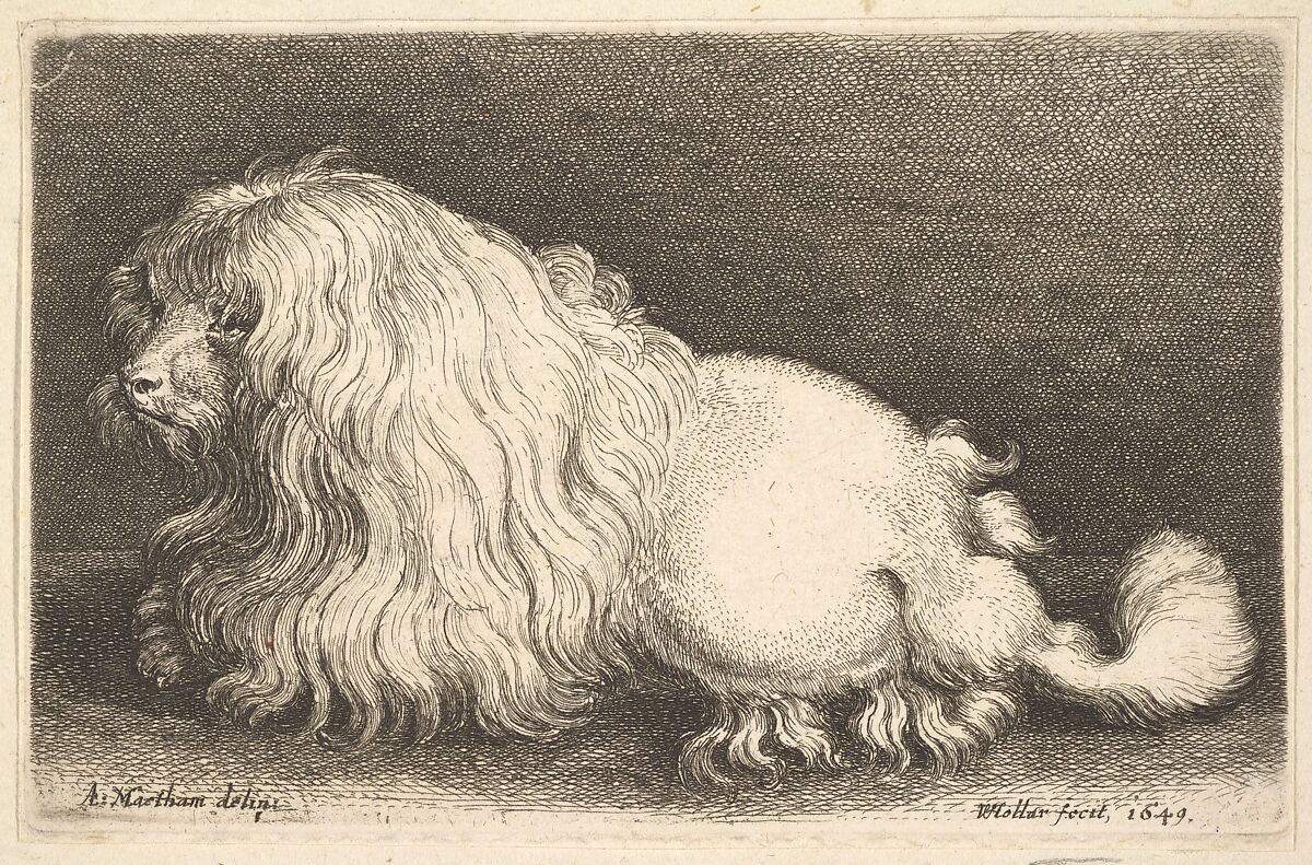 White dog, Wenceslaus Hollar (Bohemian, Prague 1607–1677 London), Etching; only state 