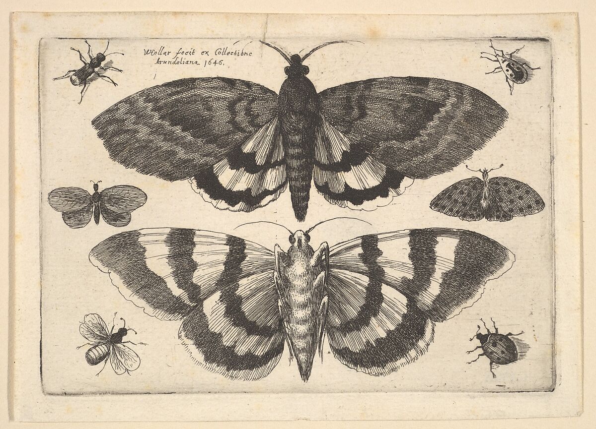 Two moths and six Insects, Wenceslaus Hollar (Bohemian, Prague 1607–1677 London), Etching; first state of three 