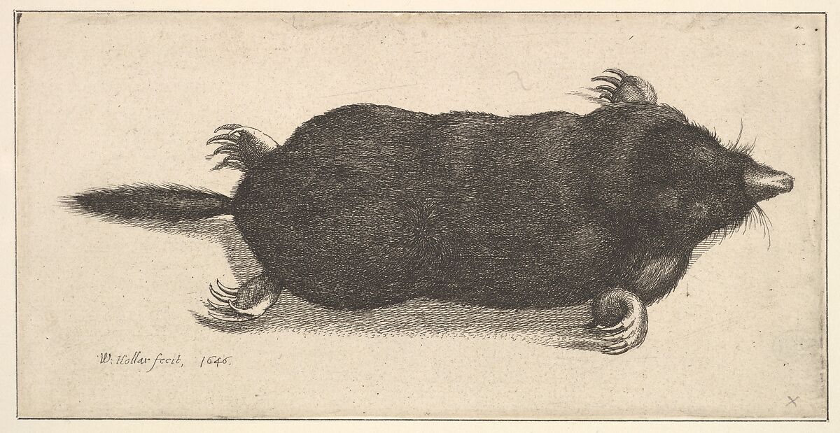 Dead Mole, Wenceslaus Hollar (Bohemian, Prague 1607–1677 London), Etching; only state, early impression before the slipt strokes 