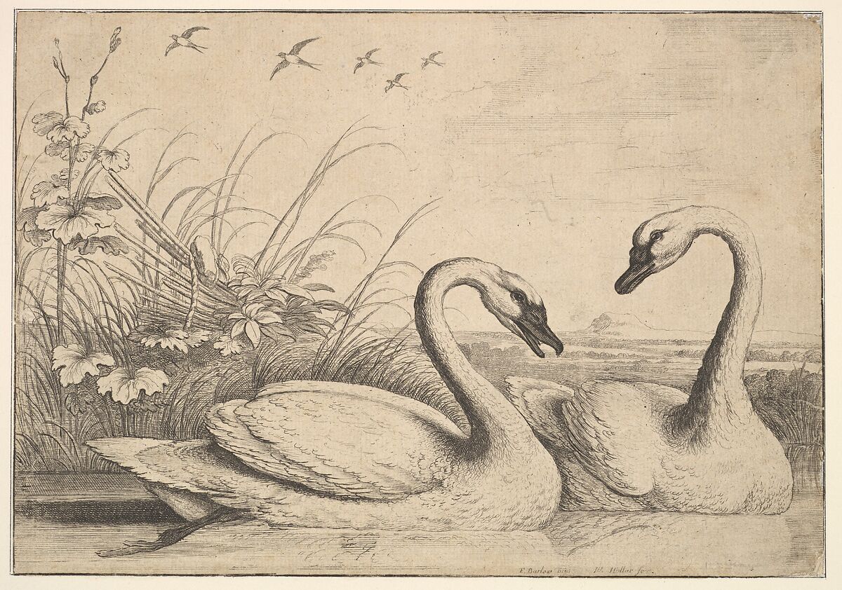 Two Swans, Wenceslaus Hollar (Bohemian, Prague 1607–1677 London), Etching; second state of two 