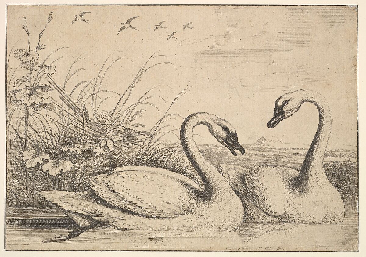 Wenceslaus Hollar Two Swans The Metropolitan Museum of Art