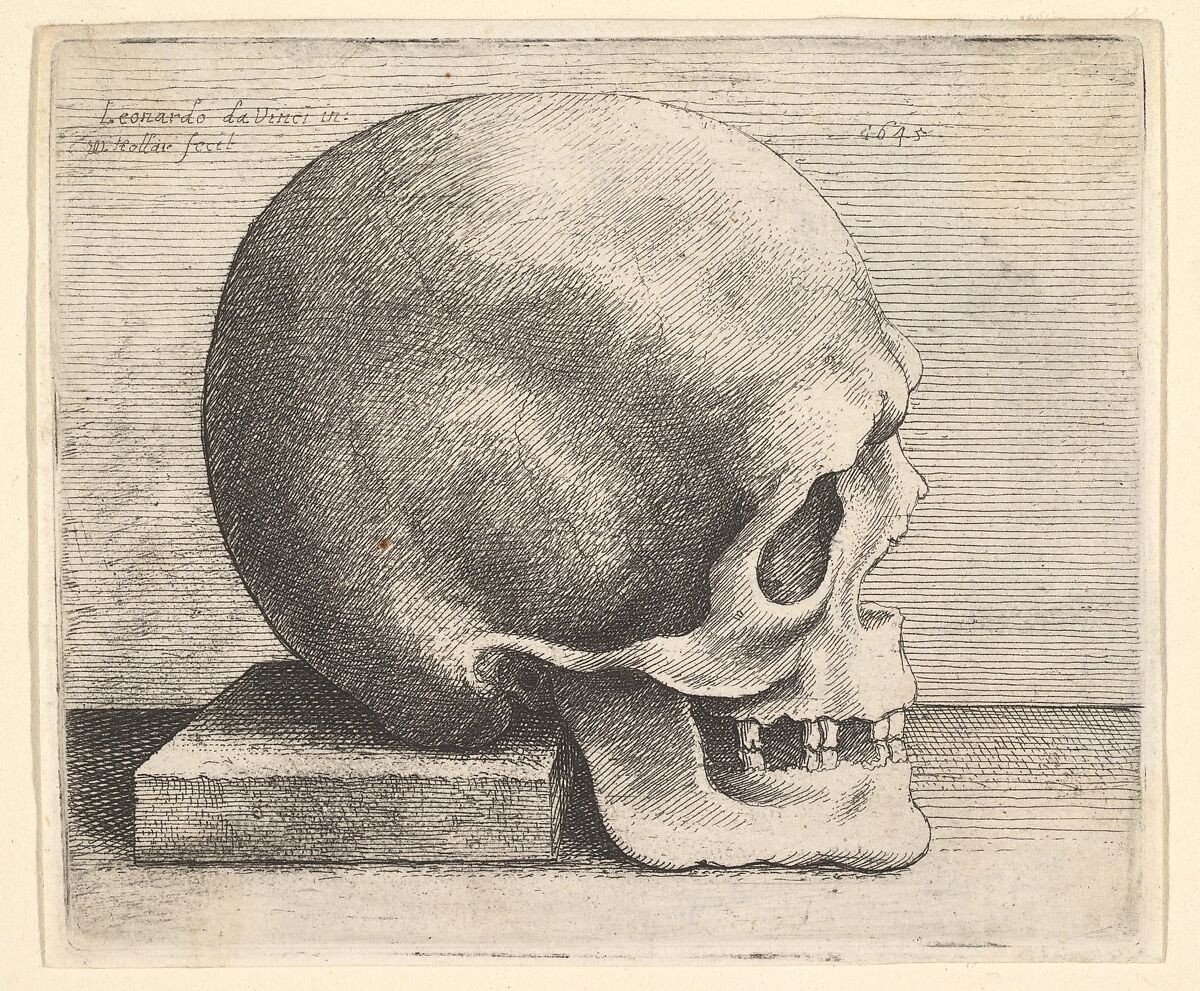 Skull in profile to right, Wenceslaus Hollar (Bohemian, Prague 1607–1677 London), Etching; only state 