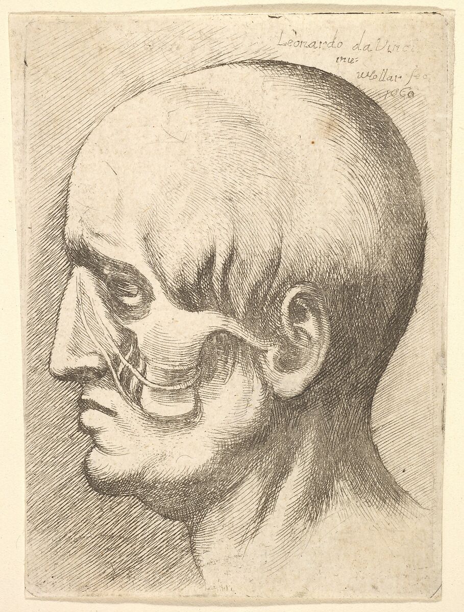 Male head in profile to left with muscles exposed, Wenceslaus Hollar (Bohemian, Prague 1607–1677 London), Etching; only state 