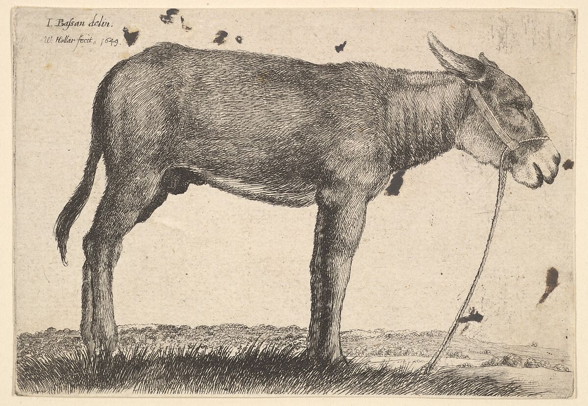 Donkey, Wenceslaus Hollar (Bohemian, Prague 1607–1677 London), Etching; only state 