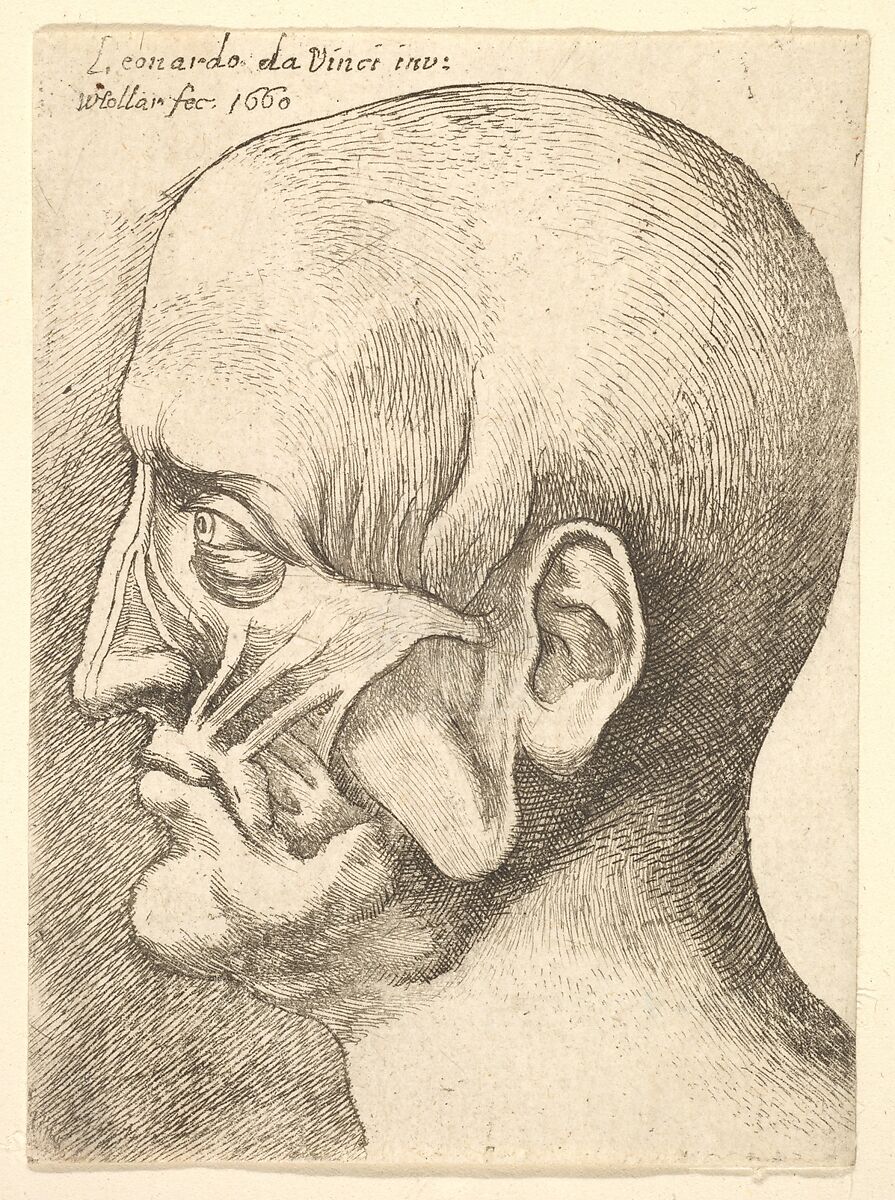 Ecorche head of a man in profile to left, Wenceslaus Hollar (Bohemian, Prague 1607–1677 London), Etching; only state 