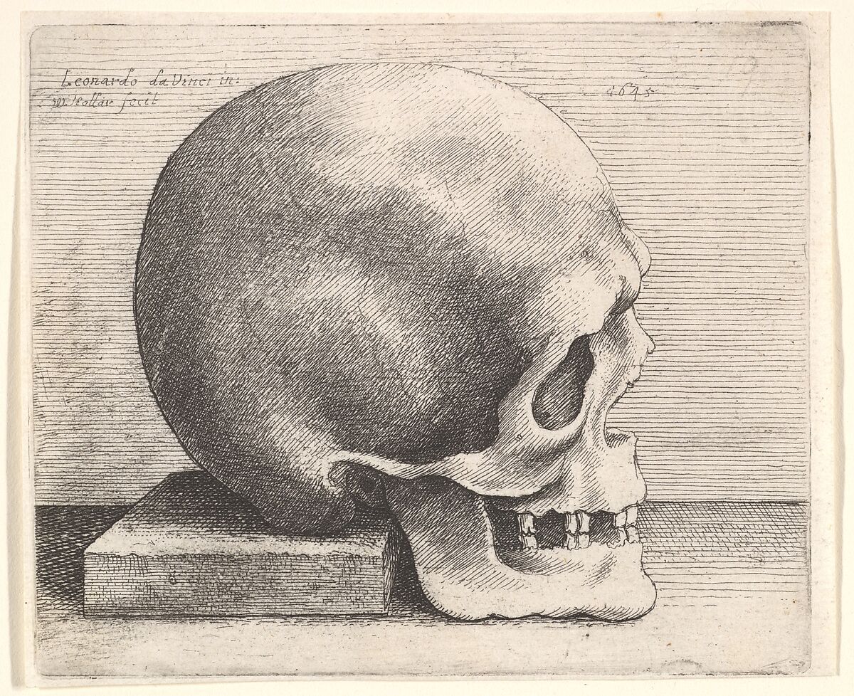 Skull in profile to right, Wenceslaus Hollar (Bohemian, Prague 1607–1677 London), Etching; only state 