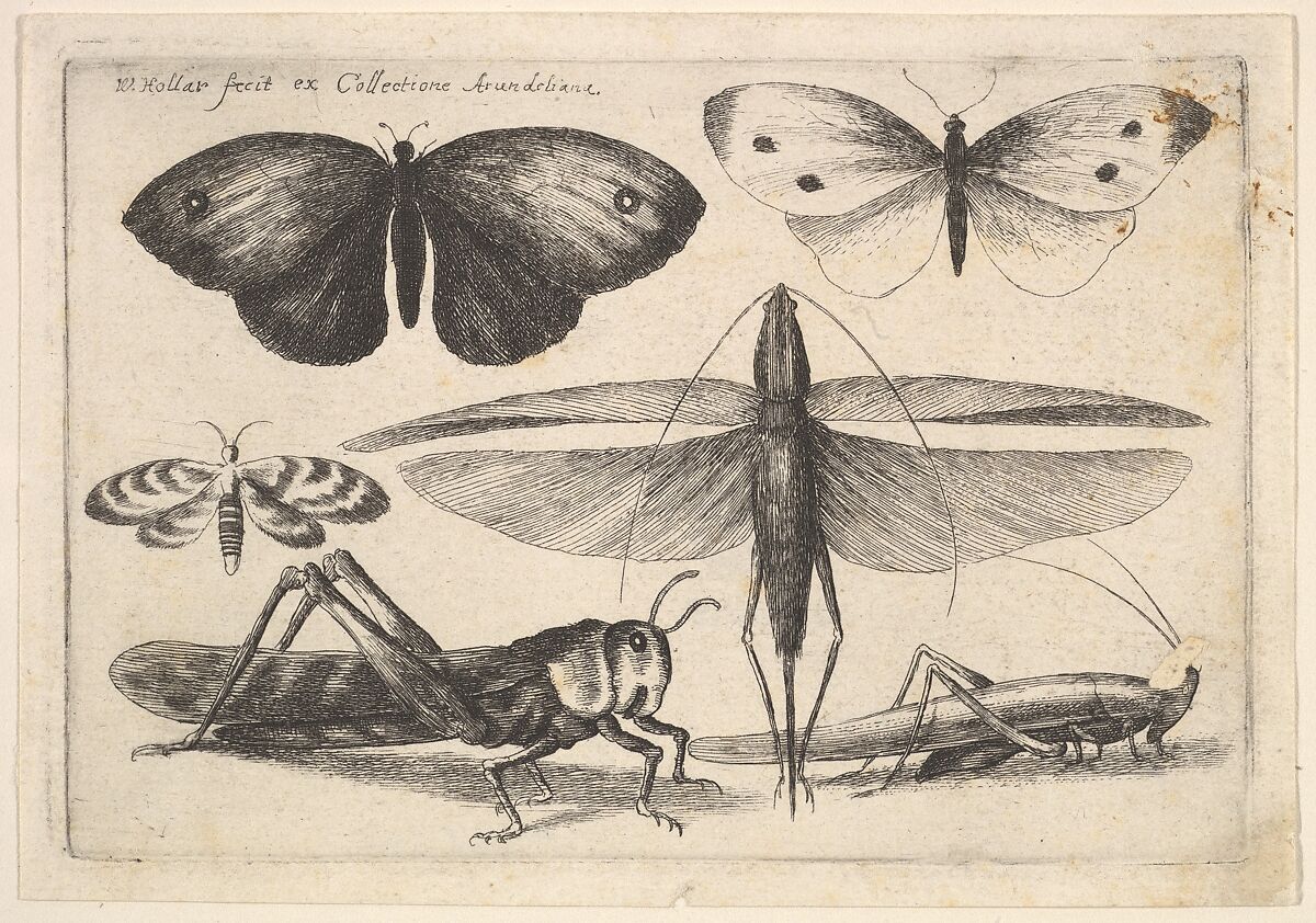 Six insects, Wenceslaus Hollar (Bohemian, Prague 1607–1677 London), Etching; first state of three 