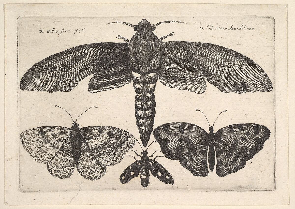 Moth and three butterflies, Wenceslaus Hollar (Bohemian, Prague 1607–1677 London), Etching; first state of three 