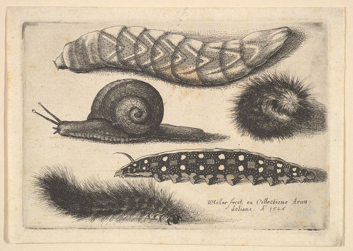 Four Caterpillars and a Snail, Wenceslaus Hollar (Bohemian, Prague 1607–1677 London), Etching; first state of three 