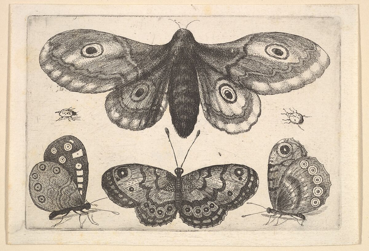 A  moth, three butterflies and two beetles, Wenceslaus Hollar (Bohemian, Prague 1607–1677 London), Etching; first state of three 