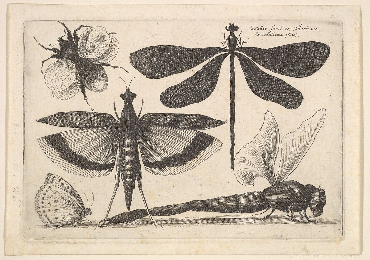 Dragonflies and a bumble bee, Wenceslaus Hollar (Bohemian, Prague 1607–1677 London), Etching; first state of three 