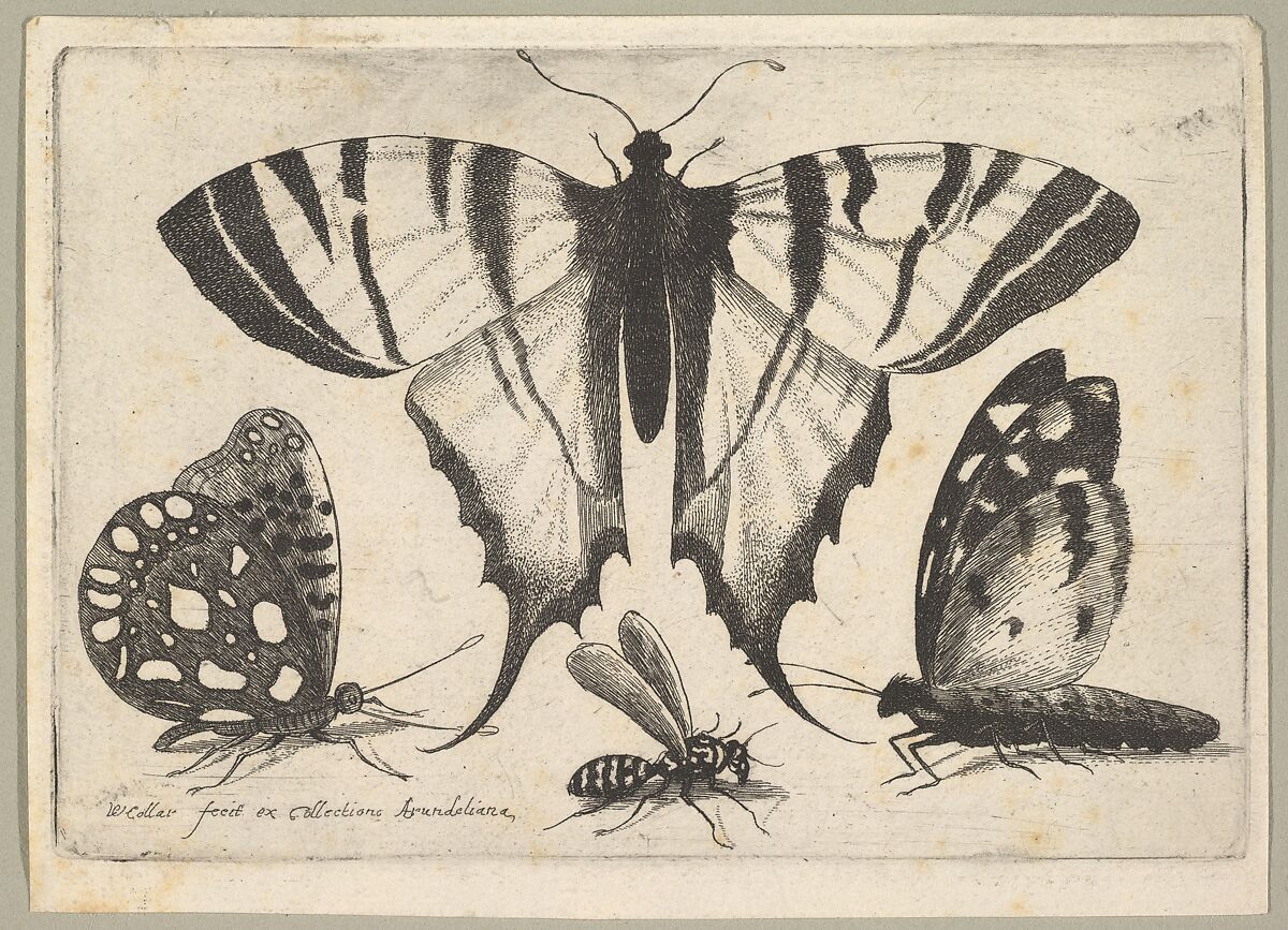 Three Butterflies and a Wasp, Wenceslaus Hollar (Bohemian, Prague 1607–1677 London), Etching; first state of three 