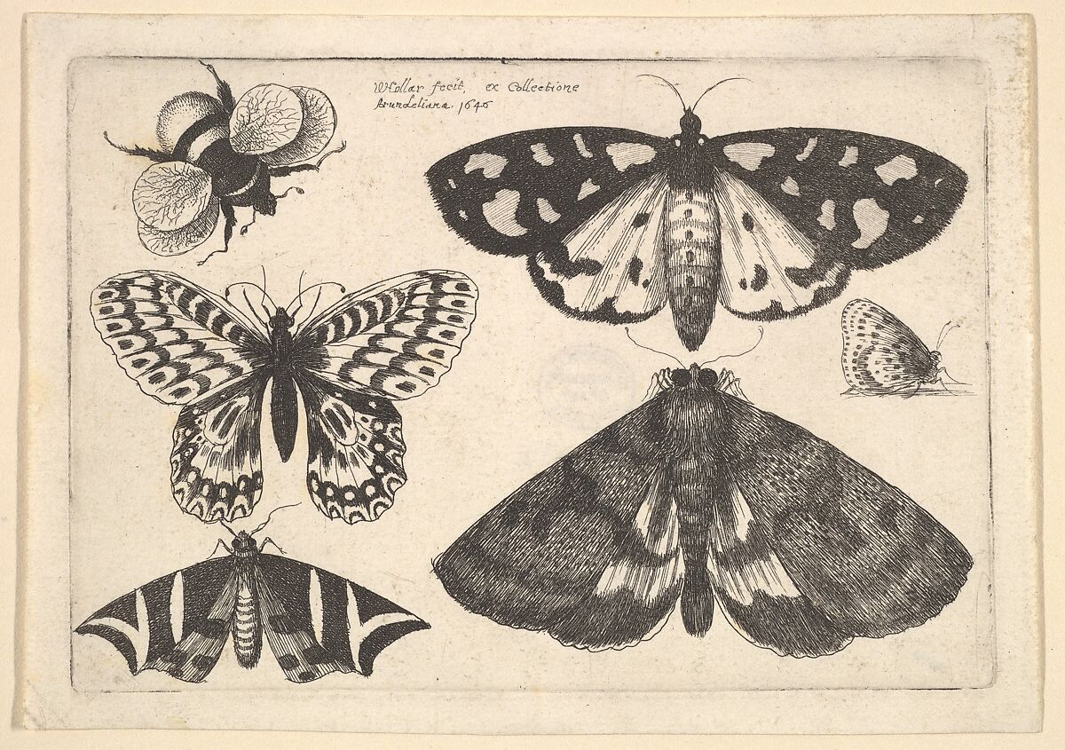 Three moths, two butterflies and a bumble bee, Wenceslaus Hollar (Bohemian, Prague 1607–1677 London), Etching; first state of three 
