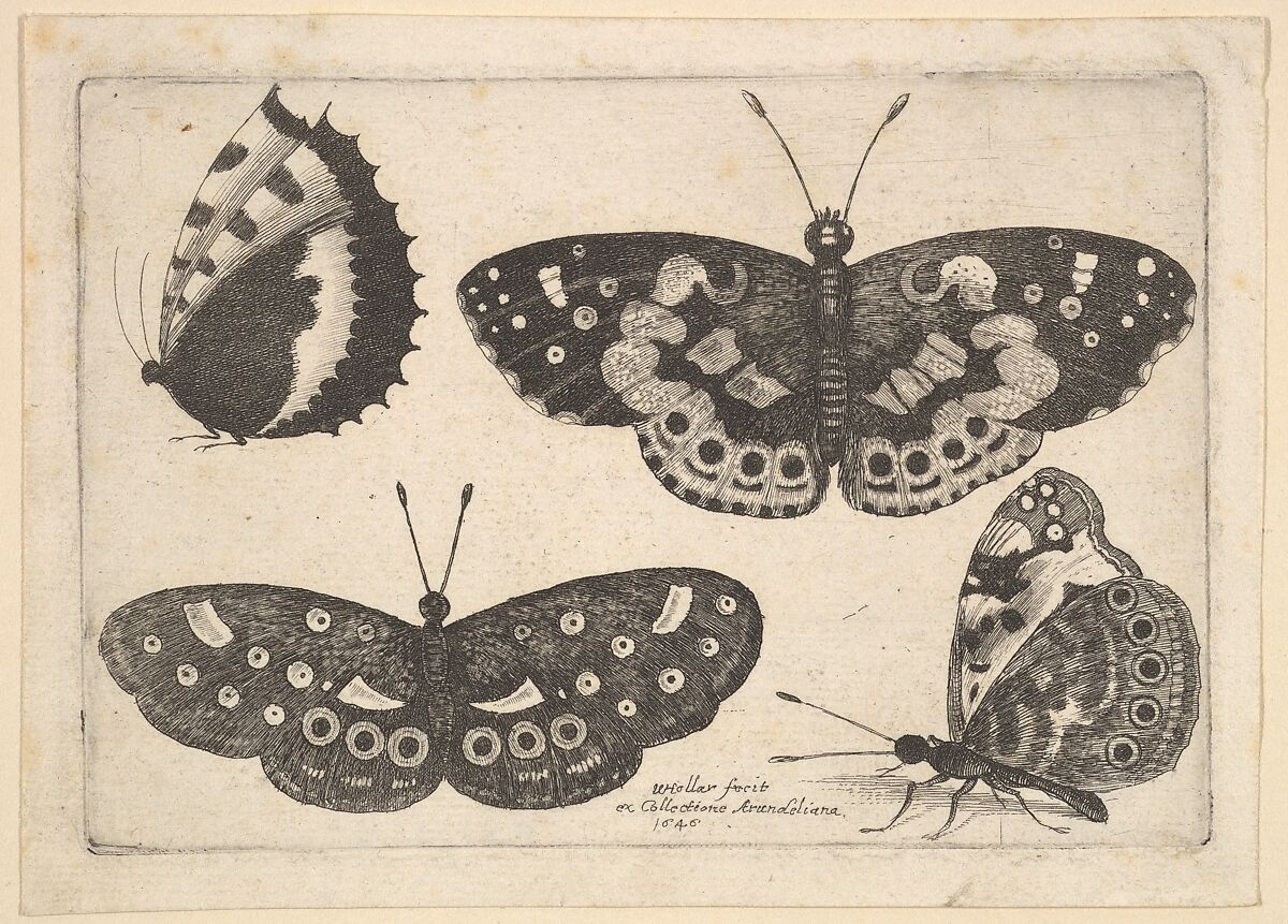 Four butterflies, Wenceslaus Hollar (Bohemian, Prague 1607–1677 London), Etching; first state of three 