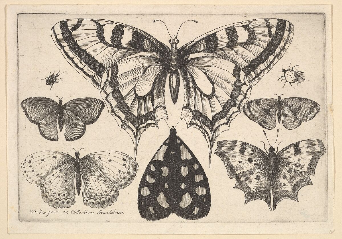 Five Butterflies, a Moth and Two Beetles, Wenceslaus Hollar (Bohemian, Prague 1607–1677 London), Etching; first state of three 