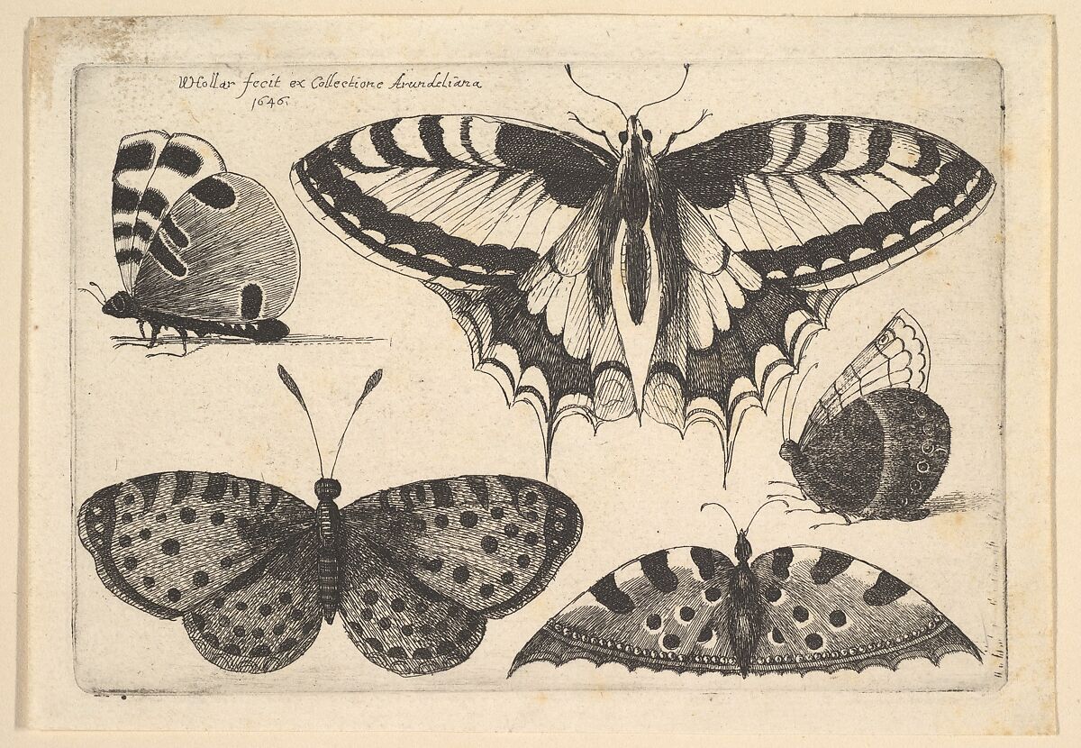 Five Butterflies, Wenceslaus Hollar (Bohemian, Prague 1607–1677 London), Etching; first state of three 