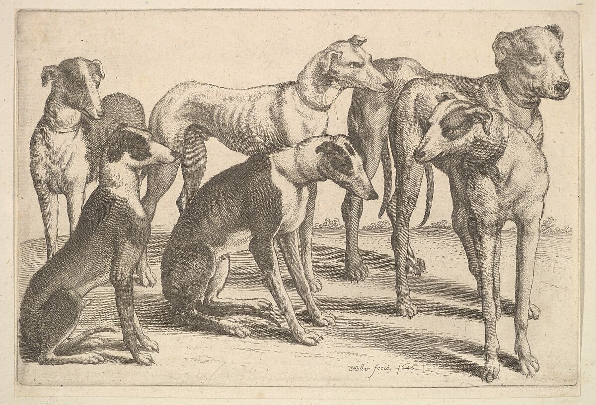 Six Hounds, Wenceslaus Hollar (Bohemian, Prague 1607–1677 London), Etching; only state 