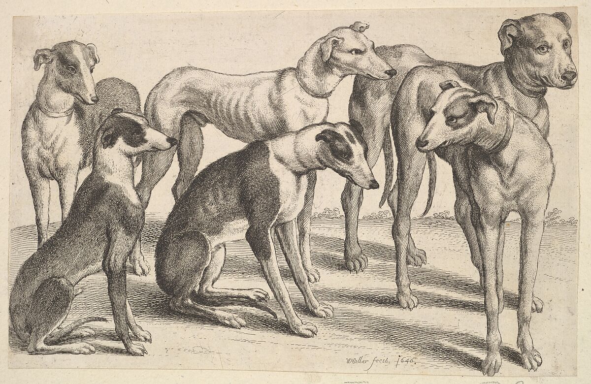 Six Hounds, Wenceslaus Hollar (Bohemian, Prague 1607–1677 London), Etching; only state 