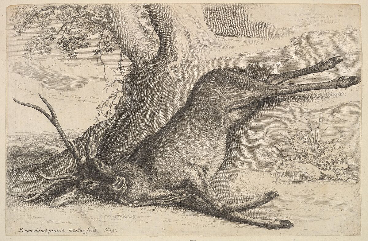 Dead stag, Wenceslaus Hollar (Bohemian, Prague 1607–1677 London), Etching; only state 