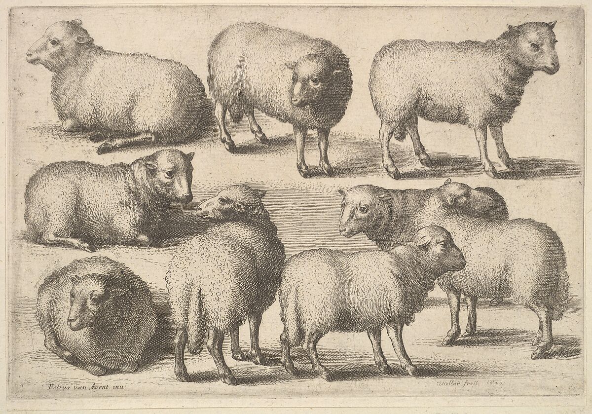 Nine sheep, Wenceslaus Hollar (Bohemian, Prague 1607–1677 London), Etching; only state 