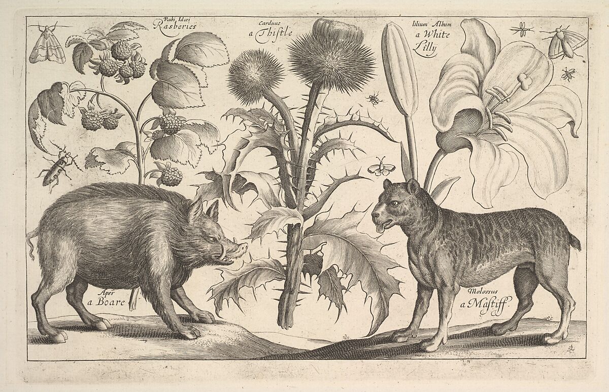 Boar and Mastiff, After Wenceslaus Hollar (Bohemian, Prague 1607–1677 London), Etching; only state 