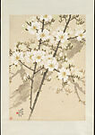 Kapok Blossoms