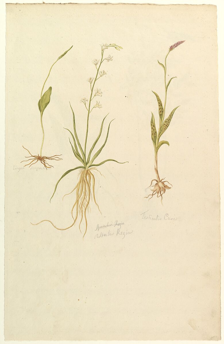 Botanical Studies (recto); Botanical Studies (verso), Anonymous, French, 19th century, Watercolor over graphite 