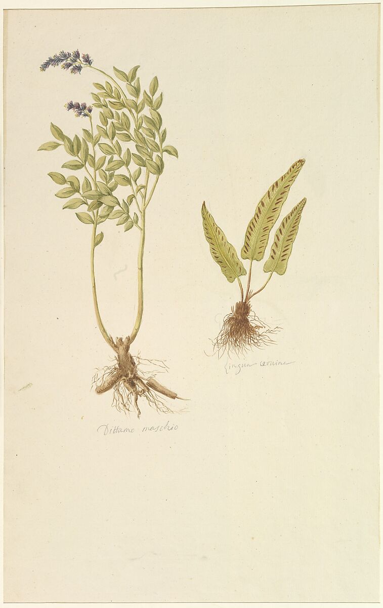 Botanical Studies (recto); Botanical Studies (verso), Anonymous, French, 19th century, Watercolor over graphite
