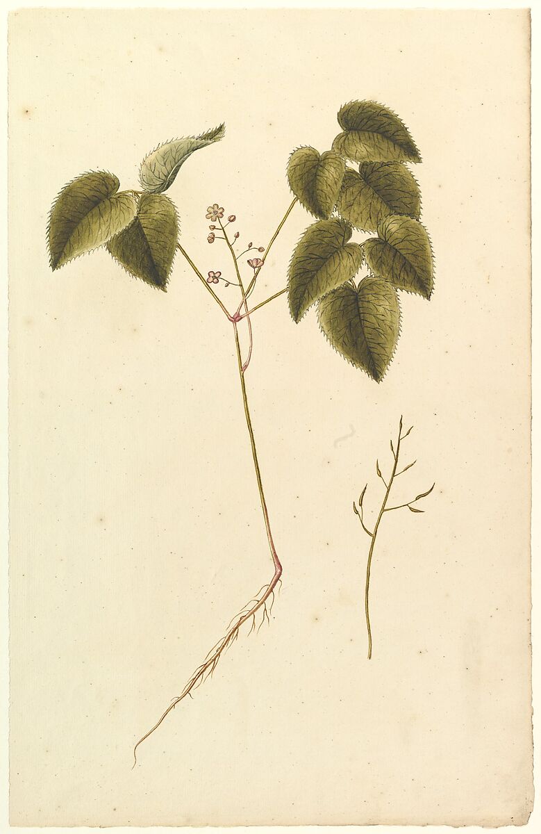 Flower Study, Anonymous, French, 19th century, Watercolor 