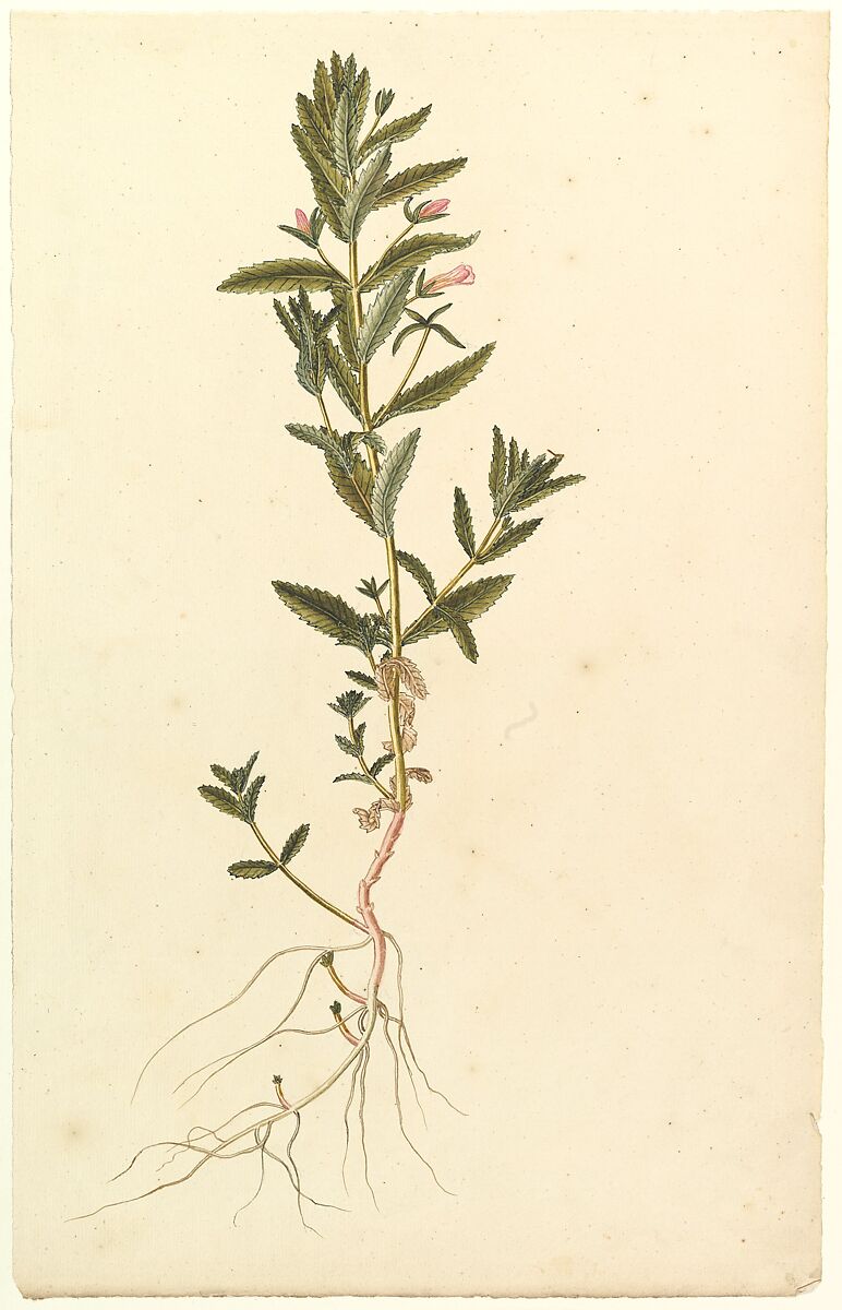 Botanical Study, Anonymous, French, 19th century, Watercolor 