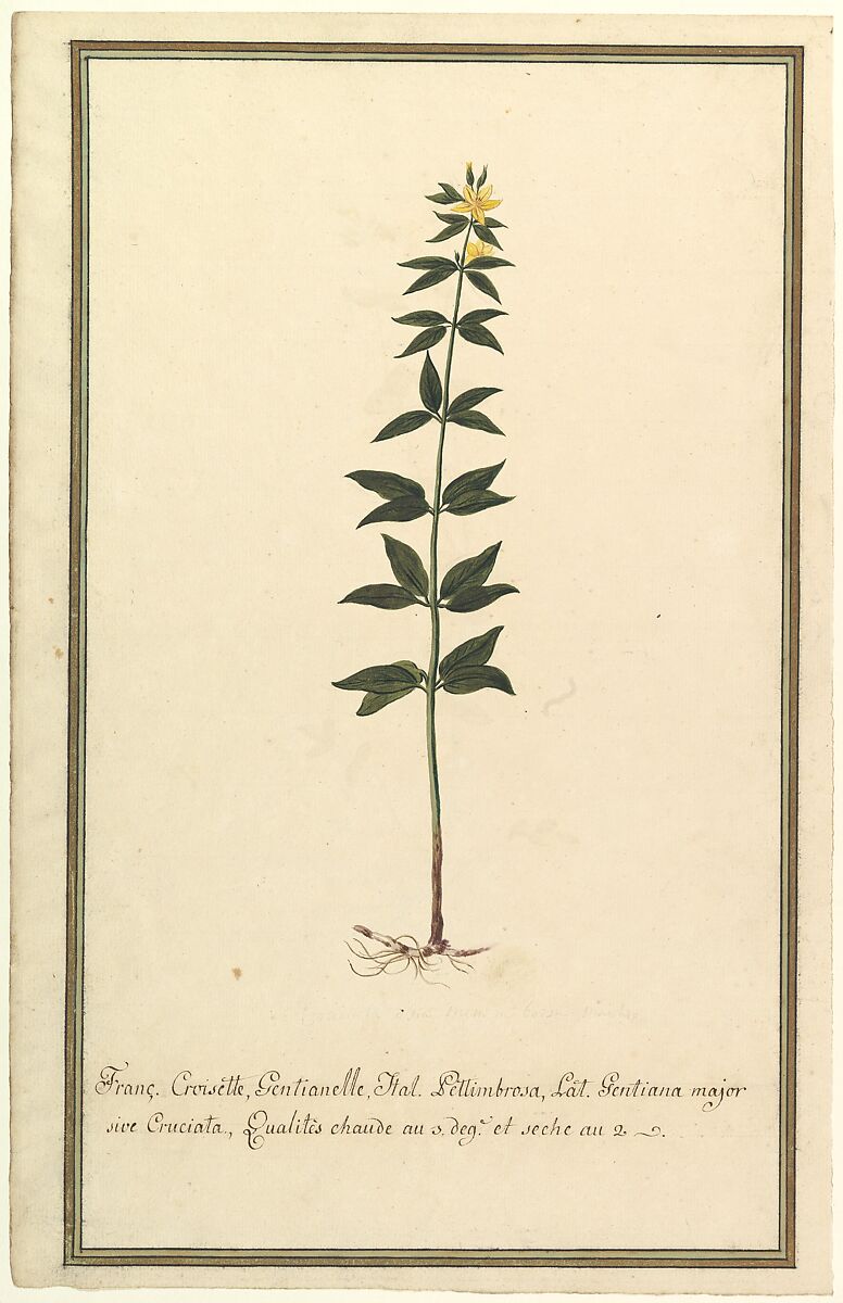 Botanical Study of a type of Yellow Gentian (genus Gentiana Major) (recto); Botanical Study of the Ascyrum Hypericoides (verso), Anonymous, French, 19th century, Watercolor 