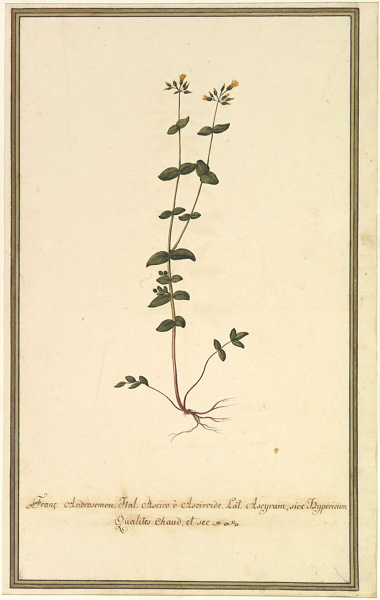 Botanical Study of a type of Yellow Gentian (genus Gentiana Major) (recto); Botanical Study of the Ascyrum Hypericoides (verso), Anonymous, French, 19th century, Watercolor