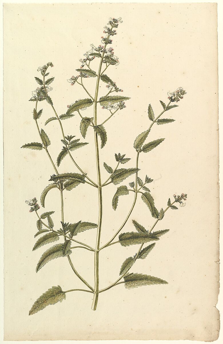 Botanical Study with a Species of the Nettle Family (genus Urtica), Anonymous, French, 19th century, Watercolor over graphite 
