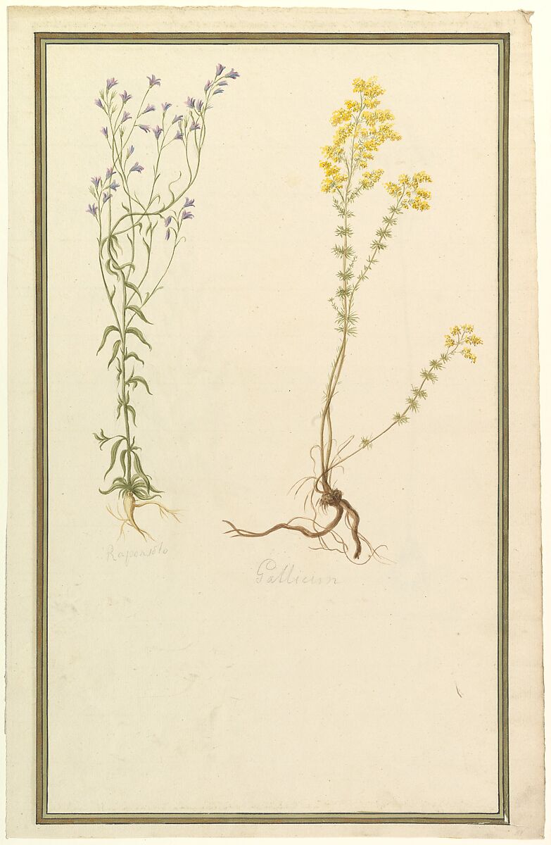 Botanical Studies, Anonymous, French, 19th century, Watercolor over graphite 