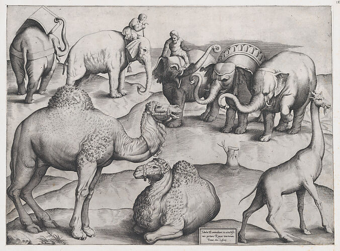 Speculum Romanae Magnificentiae: Wild Animals, from antique wall paintings, plate 3