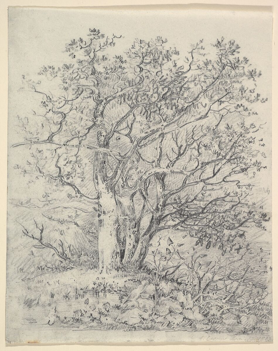 Study for Three Trees, John Crome (British, Norwich 1768–1821 Norwich), Graphite, soft ground etching on the verso 