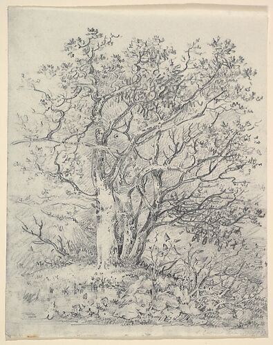 Study for Three Trees