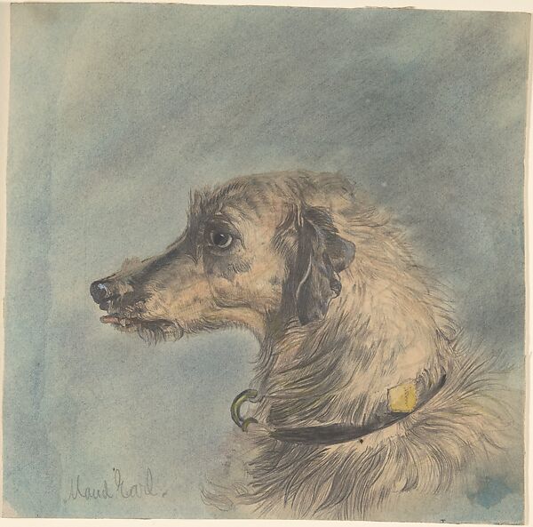 Head of a Scottish Deerhound, after Landseer's "Hafed", Maud Earl (British, London 1863/4–1943 New York), Watercolor and graphite 