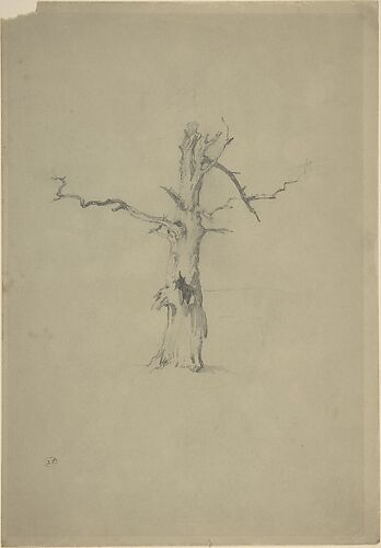 Study of a Dead Tree