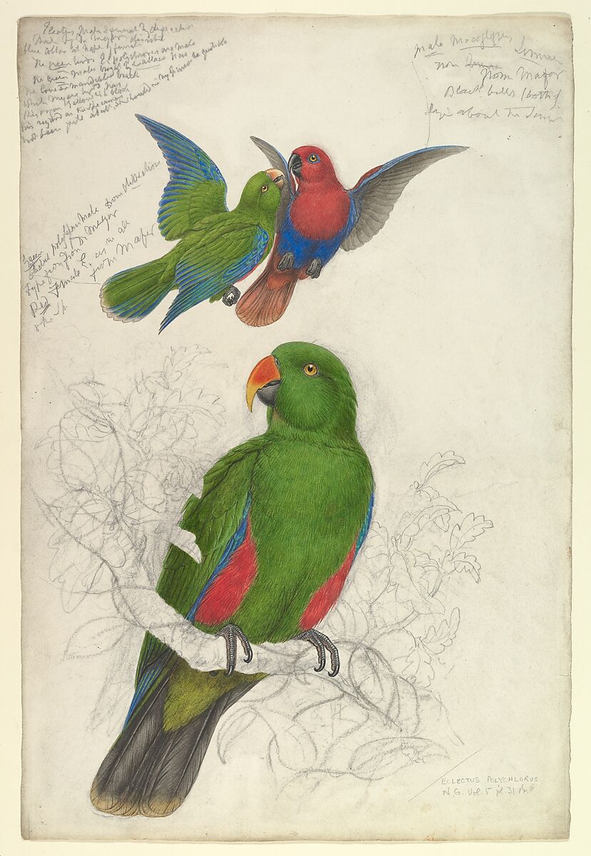 Eclectus Roratus Polychloros, Edward Lear (British, London 1812–1888 San Remo), Watercolor and  gouache (bodycolor) over graphite or chalk 