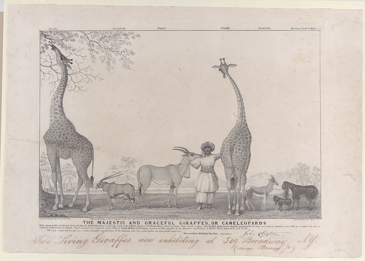 The Majestic and Graceful Giraffes, or Cameleopards, with some Rare Animals of the Gazelle Species, Edward Williams Clay (American, Philadelphia, Pennsylvania 1799–1857 New York), Lithograph 