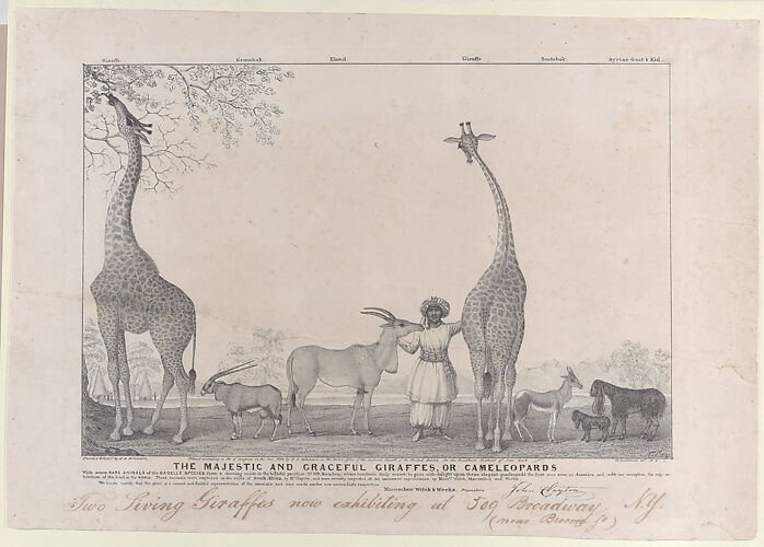 The Majestic and Graceful Giraffes, or Cameleopards, with some Rare Animals of the Gazelle Species