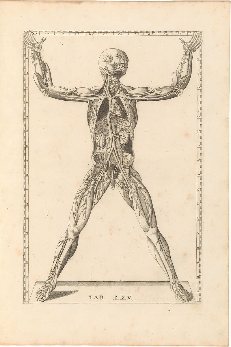 Tabulae Anatomicae, Written by Barth. Eustachius 