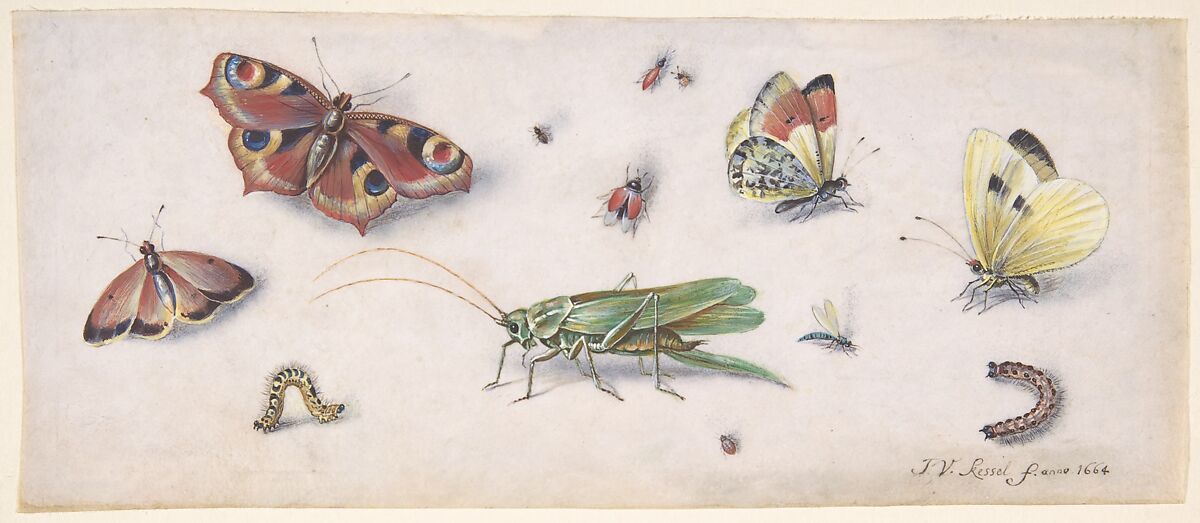 Insects, Butterflies, and a Grasshopper, Jan van Kessel (Flemish, 1626–1679), Black chalk, watercolor and gouache on parchment 