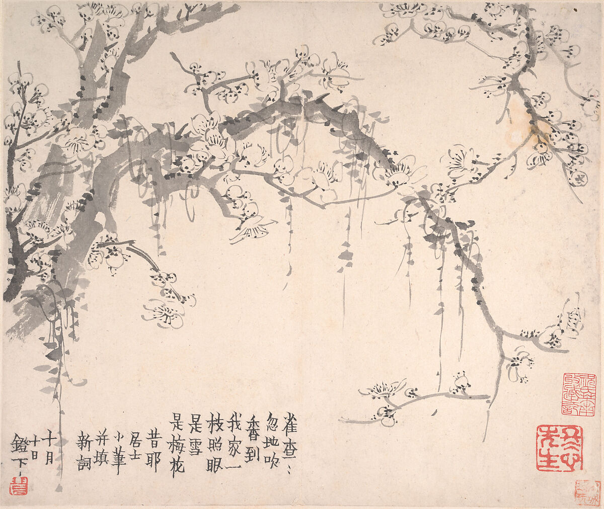 Plum blossoms, Jin Nong (Chinese, 1687–1773), Album of twelve leaves; ink on paper, China 
