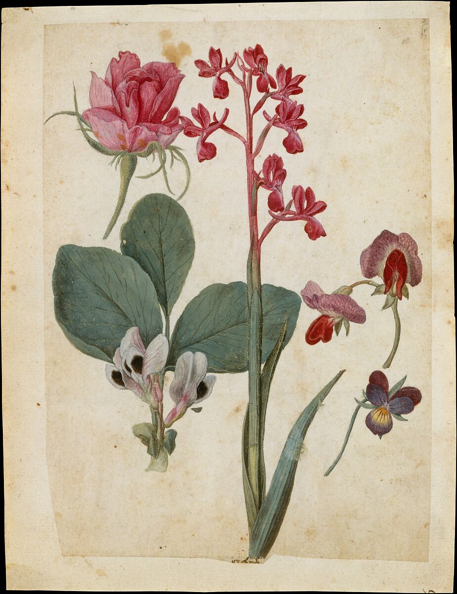 A Sheet of Studies of Flowers: A Rose, a Heartsease, a Sweet Pea, a Garden Pea, and a Lax-flowered Orchid, Jacques Le Moyne de Morgues (French, Dieppe ca. 1533–1588 London), Watercolor and gouache, over black chalk