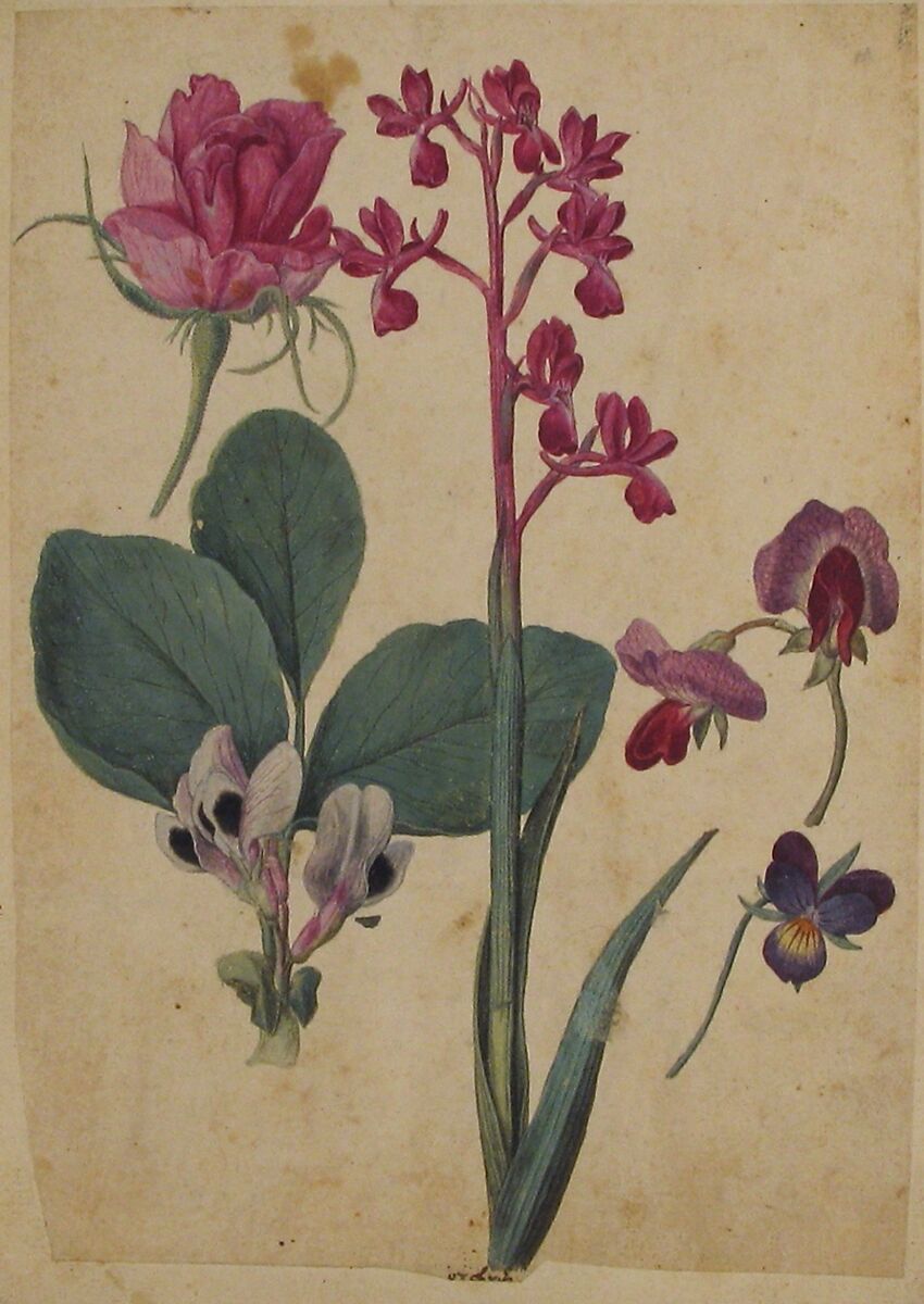A Sheet of Studies of Flowers: A Rose, a Heartsease, a Sweet Pea, a Garden Pea, and a Lax-flowered Orchid, Jacques Le Moyne de Morgues (French, Dieppe ca. 1533–1588 London), Watercolor and gouache, over black chalk