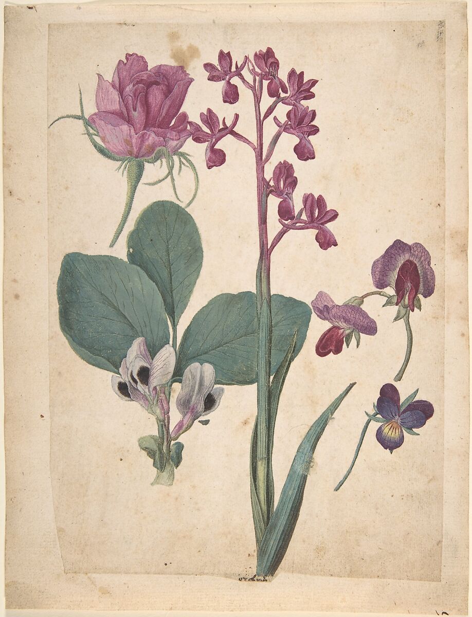 A Sheet of Studies of Flowers: A Rose, a Heartsease, a Sweet Pea, a Garden Pea, and a Lax-flowered Orchid, Jacques Le Moyne de Morgues (French, Dieppe ca. 1533–1588 London), Watercolor and gouache, over black chalk 